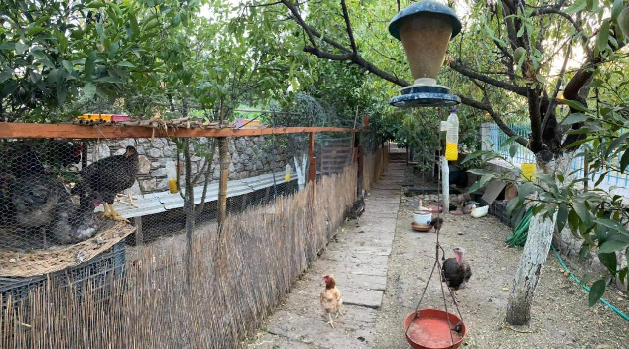 皇家一室公寓 卢特拉艾季普苏 外观 照片